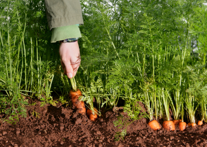 ������A�Ȝy(c��)��?j��)x��ô����